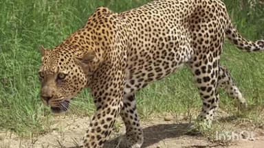 महागाव: शहराजवळ बिबट्याचे दर्शन,नागरिकात पसरले भीतीचे वातावरण