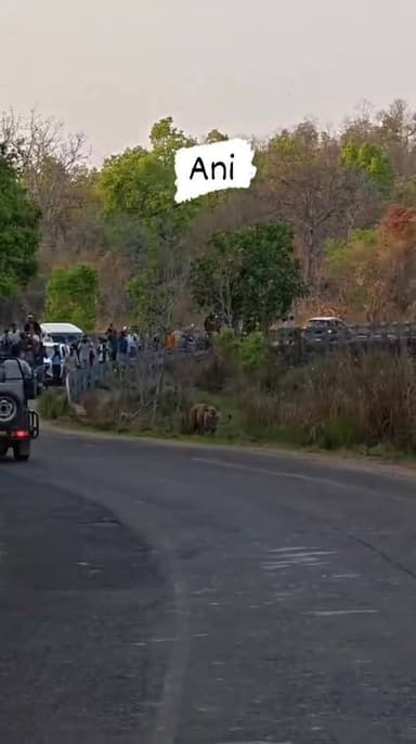 बांधवगढ़ में रोड में ही टहलते दिखे शेर महाराज