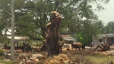 பாலக்கோடு: மாரண்டஅள்ளி அடுத்த சீரியம்பட்டி கிராமத்தில் அனுமதி இன்றி 5 புளிய மரங்கள் வெட்டி சாய்ப்பு