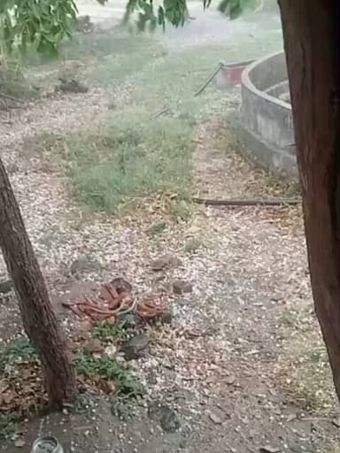 महिदपुर/ लसुड़िया मंसूर में ओलावृष्टि