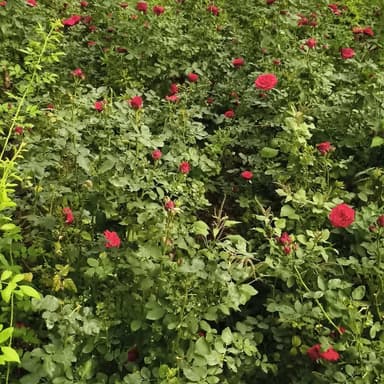 🌹 सूरजपुर के किसान भोला प्रसाद अग्रवाल ने पॉलीहाउस में डच गुलाब की खेती से कमाल कर दिखाया..
📌 रोज 3-4 हजार स्टिक उत्पाद...