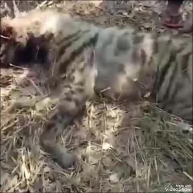 दिनारा: महरोड गांव के समीप खेत में किसानों ने देखा एक मृत लकड़बग्घा