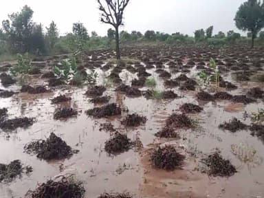 चामू क्षेत्र, जोधपुर में बेमौसम बारिश और ओलावृष्टि के कारण फसलें नष्ट हुईं। #bausinghrathore #Tahsildar #sdm #chamu #the...