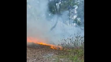 चलकुशा: चलकुसा के गोपीडीह जंगल में लगी आग