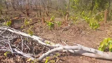 शंकरगढ़ वन परिक्षेत्र के बेलकोना गांव में हजारों पेड़ों की कटाई कर वन भूमि पर अवैध कब्जा #balrampur #news #chattisgarh