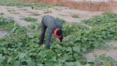 मुहम्मदाबाद: ना किराए की झंझट, न अपना खेत, गंगा मैया ने बदली किसानों की किस्मत, दरिया में बालू रेत पर किसान उगा रहे सब्जियां