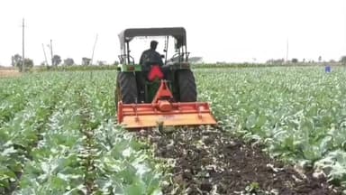 ಯಳಂದೂರು: ಹೊನ್ನೂರು ಗ್ರಾಮದಲ್ಲಿ ಮಾರಾಟವಾಗದೇ ಬೆಳೆಯನ್ನು ನಾಶಪಡಿಸಿದ ರೈತ