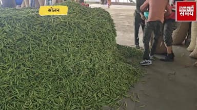 मटर के रेट में आया जबरदस्त उछाल, जाने किस भाव बिका 31 मार्च 2026 को
हिमाचल समय - Himachal Samay Media #solansubjimandi #...