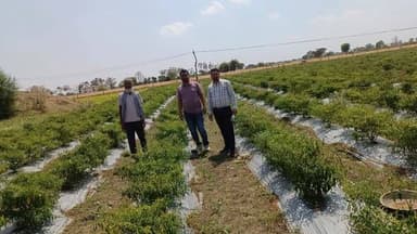 #सफलता_की_कहानी
मिर्च की खेती कर कृषक की हुई दोगुनी आय
--
विकासखण्ड मुंगावली के ग्राम ततारपुर के कृषक श्री इशरार खान पि...