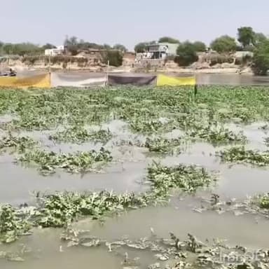 ऊंचाहार: गोकना घाट पर बढ़ते गंगा के जलस्तर से 100 बीघे फसल जलमग्न, किसानों में दहशत