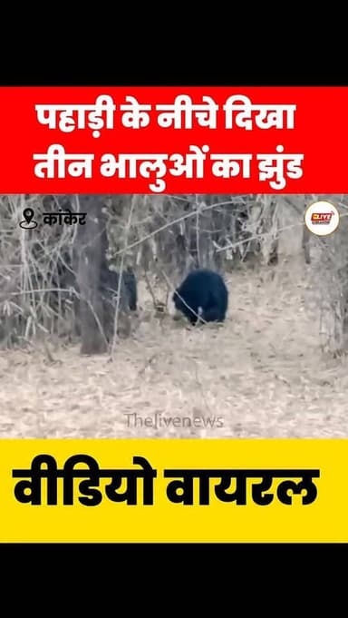डुमाली गांव के पास तीन भालू दिखे
कांकेर: शहर से करीब 5 किलोमीटर दूर डुमाली गांव के पास जंगल की पहाड़ी के नीचे तीन भालुओ...
