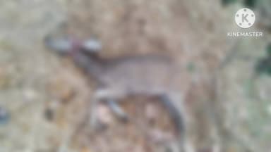 मुंगेली: परसवारा वन क्षेत्र में बढ़ता खतरा, फिर घायल हिरण आवारा कुत्तों के हमले में जख्मी, उपचार के बाद कानन पेंडारी भेजा गया