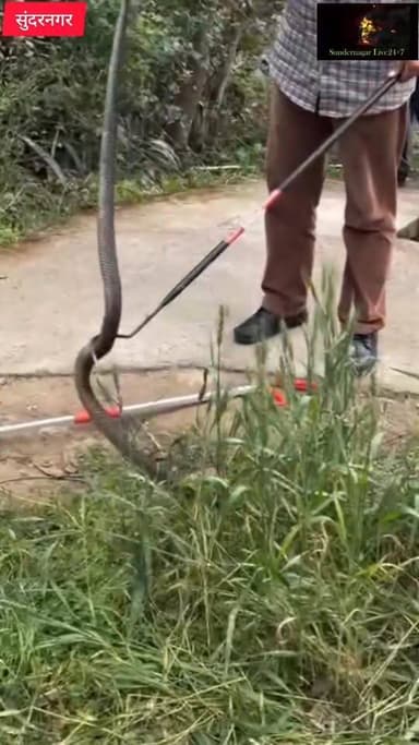 सुंदरनगर के सलापड क्षेत्र में पेड़ पर चढ़ा कोबरा सांप,कड़ी मुशक्कत के बाद सफल रेस्क्यू,वीडियो वायरल।