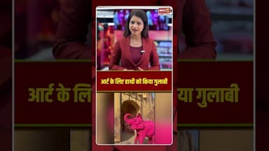 आर्ट के लिए हाथी को किया गुलाबी। #jaipurnews #pinkelephantcontroversy #viralshorts