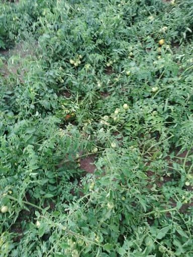 ओलावृष्टि का कहर: टमाटर, गेहूं व सरसों की फसल तबाह
चरखी दादरी:- (बाढ़डा)
क्षेत्र में हुई तेज ओलावृष्टि ने किसानों की म...