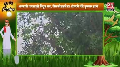 शेलापूरी शिवारातील शेतामधील आंब्यांना अवकाळी पावसाचा तडाखा....
अंदाजे 700 झाडांचे नुकसान
शेतकरी हतबल, शेतकऱ्या कडून पं...