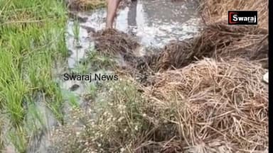 ଏହିଭଳି ନରରାକ୍ଷାସକି କିଭଳି ଦଣ୍ଡମିଳିବା ଦରକାର ସ୍ତ୍ରୀକୁମାରି ଧାନବିଲରେ ପୋତିଲା ସ୍ୱାମୀ ! #Swarajnews #vairalvideo #vairalphoto #v...