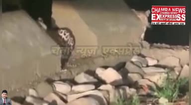 डलहौजी क्षेत्र में दिखा नर-मादा तेंदुआ जोड़ा कैमरे में हुआ क़ैद
#CMOHimachal #forestmanisterhp #dcchamba #spchamba #him...