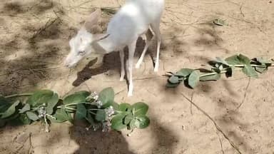 देवड़ा (सांचौर) गांव में सफेद हिरण के बच्चे सहित विभिन्न प्रजातियों के हिरणों का विचरण, पीराराम धायल की देखरेख में सुरक्...