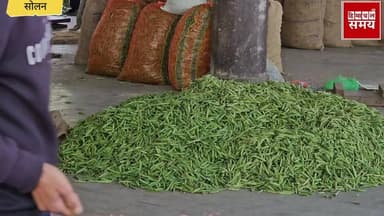 मटर का रेट बढ़ा.ने की संभावना, किसानों के चेहरे |खिले
हिमाचल समय - Himachal Samay Media #solansubjimandi #vikrmadityesin...