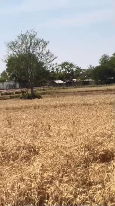 ग्राम सभा खपटिहा के शिवा जी स्कूल के पास बिजली से लगी आग