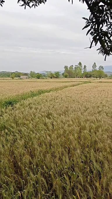 #aisadeshhaimera #viral #viralvideo #viralreel