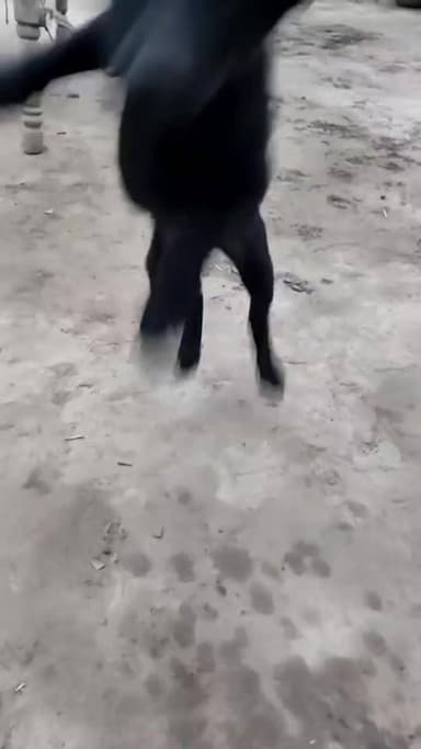 German shepherd black dog single coat at my home
हमारा जर्मन शेफर्ड डॉगी