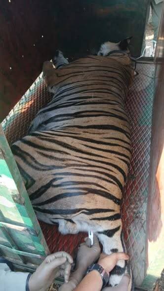 💠सतपुड़ा टाइगर रिजर्व में सफल रेस्क्यू ऑपरेशन: रेडियो-कॉलर युक्त बाघ को सुरक्षित पकड़ा गया
➡️ क्षेत्र संचालक सतपुड़ा टा...