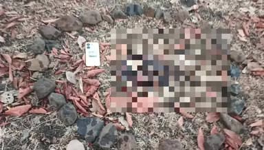 बिछुआ: थोटा क्षेत्र के जंगल में महुआ बिन रहे व्यक्ति पर बाघ का हमला, सिर और एक हाथ मिला