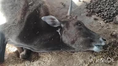 खरगापुर सरकार खालसा गौशाला बनी मौत का घर चाय पानी की अभाव में तड़प रहा गोवंश