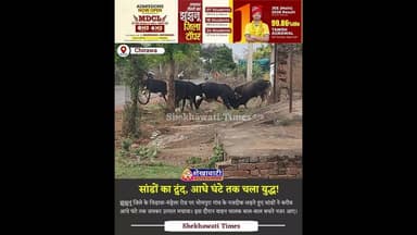 आधे घंटे तक चलता रहा द्वंद, वीडियो आया सामने #jhunjhunu #viralvideo #chirawa