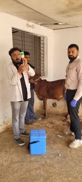 एफएमडी अभियान के तहत 1 अप्रैल से 15 मई तक पशुओं का टीकाकरण कराएं
---
राष्ट्रीय पशु रोग नियंत्रण कार्यक्रम के तहत पशुओं म...