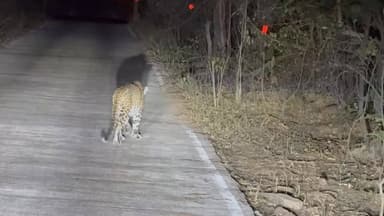 धारकुंडी के जंगल में तेंदुआ... सड़क पर घुमते आया नज़र