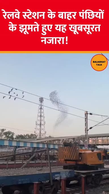 उज्जैन रेलवे स्टेशन के बाहर पक्षियों का झूमता हुआ यह मनमोहक दृश्य दिल को सुकून देने वाला!
.
.
.
.
#balaghattalk