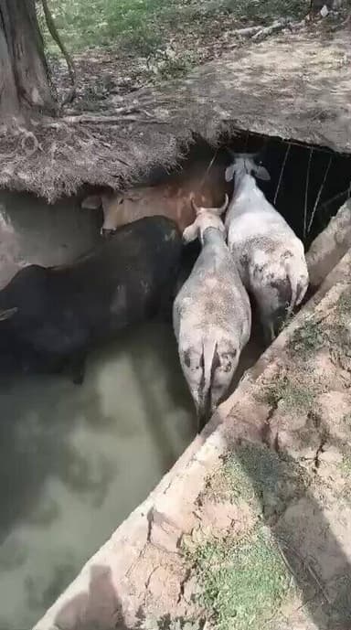 #ग्रेटर_नोएडा में खुले नालों में गिरकर गौवंश हो रहे हैं घायल, अफसर शिकायतों के बाद भी नही दे रहे ध्यान, वीडियो साभार-हरे...