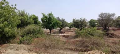 दुधालिया बड़ौद मार्ग पर रान के पेड़ो का जीवन संकट में अवैध मिट्टी खनन होने से पेड़ों पर मंडराया संकट स्थानीय प्रशासन ध्य...