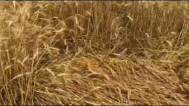 कैबिनेट मंत्री श्रीमती सम्पतिया उइके ने नैनपुर के धतूरा में खेतों में पहुंचकर ओला वृष्टि से फसलों को हुए नुकसान का लिया ...