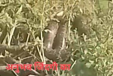 मांझी प्रखंड के मटियार गांव निवासी पवन कुमार माली के घर के सामने लगे झंखाड़ में दो दिनों से छुपा बैठा है विशालकाय नाग। खत...