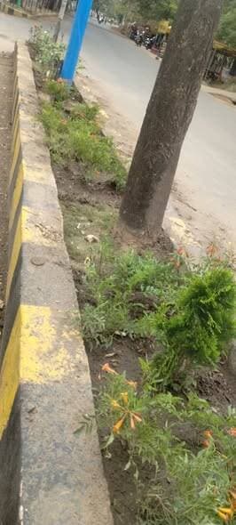 #बालाघाट
जल गंगा संवर्धन अभियान के तहत डिवाइडर का सौंदर्यीकरण, 526 पौधे लगाए गए
नगर पालिका बालाघाट की पहल से शहर में व...