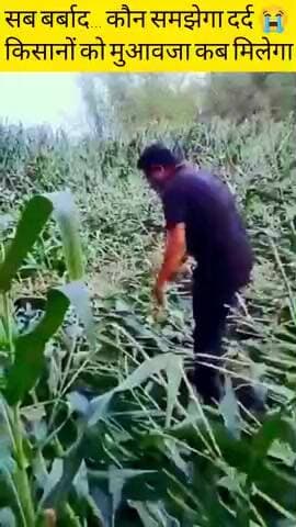 एक रात में तबाही! किसान रो रहा है… सरकार कब देगी मुआवजा? #Kisan #BiharNews #Araria #Forbesganj #KisanKiSamasyayein