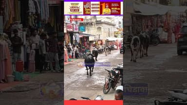 चिड़ावा मैन बाजार में सांडों का आतंक, बाल- बाल बचे राहगीर एवं वाहन चालक #देखें वीडियो #viral #news