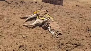 सैफई: सैफई ब्लाक क्षेत्र में गौशाला की हालत बहुत दयनीय, भूख और प्यास से तड़पकर मर रही हैं गाय