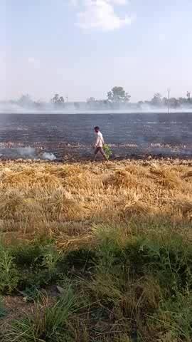 gav gadari me gehu ke khet me lgi aag .