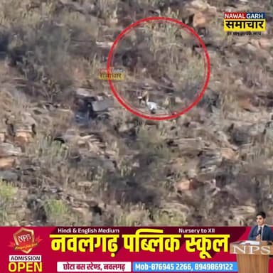 लोहागर्ल में पैंथर की दहशत, बकरी का शिकार कर ले जाते वीडियो वायरल