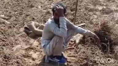 सादाबाद: खोड़ा में आलू के भाव और कोल्ड स्टोर में जगह न मिलने पर किसान ने जुतवाई 5 बीघा आलू की फसल, हुआ भारी नुकसान