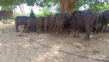 सरमथुरा: भैंस और पड्डाओं से भरी एक पिकअप गाड़ी को किया गया जब्त