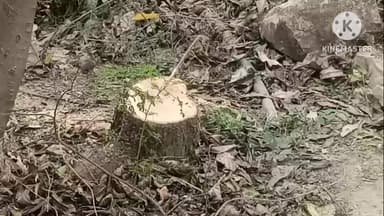 नागौद: अतर्वेदिया गांव में अज्ञात चोरों ने चंदन के 8 हरे पेड़ काटे