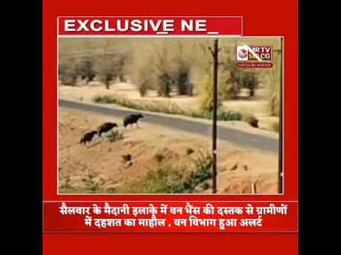 करंजिया के सैलवार के मैदानी इलाके में वन भैंस की दस्तक से ग्रामीणों में दहशत , वन विभाग अलर्ट #din