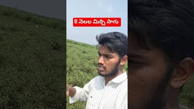 మిరప సాగు పూర్తి సమాచారం ఎలా చెస్తే 40 క్వింటాల్ ??Mirchi farming #mirchi #chili #agriculture