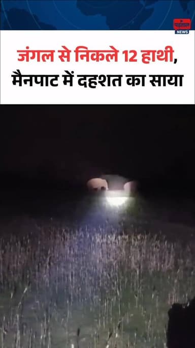 मैनपाट में हाथियों का आतंक
माटी घाट के जंगलों में 12 हाथियों का डेरा, मेहता पॉइंट के पास 2 दंतैल की हलचल से बढ़ी दहशत।
...